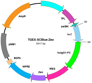 TEGX-SCBlue-Zeo map